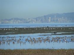 Waders with downtown San Francisco across the Bay
